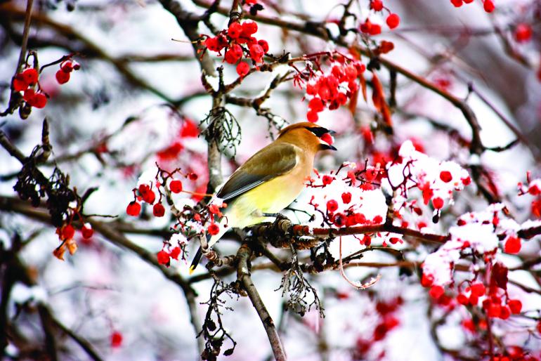 Matt cedar waxwing