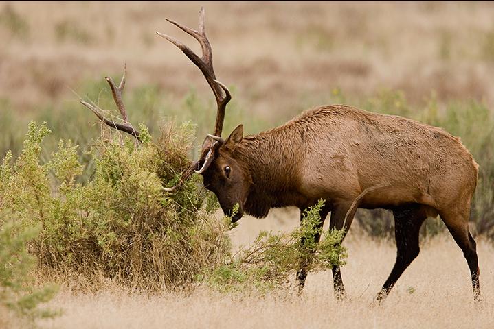 Elk bull thrashing