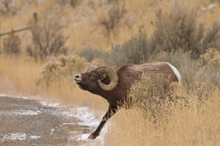 Carol Polich - The Bighorn ram approaches the ewes in herding behavior with extended neck and lowered head elk will approach in the same manner_9931