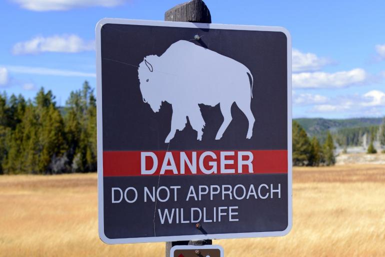 DANGER bison