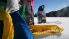 Ski Pulking
