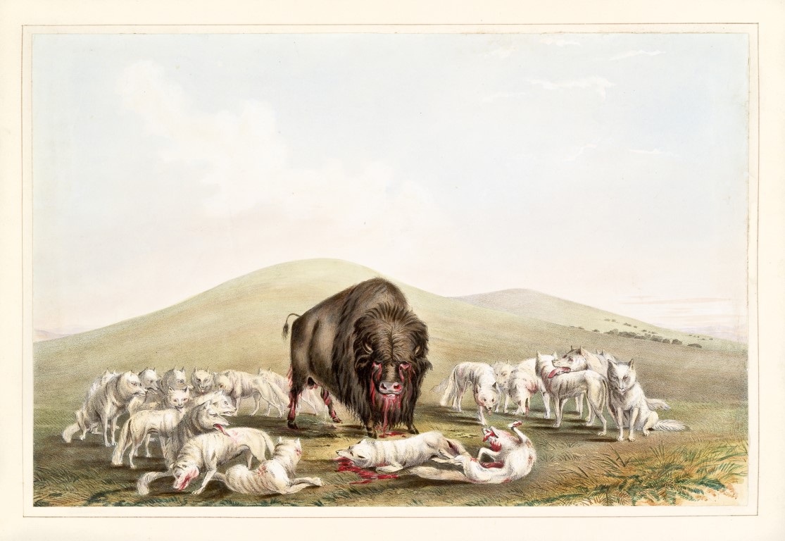 George Catlin bison