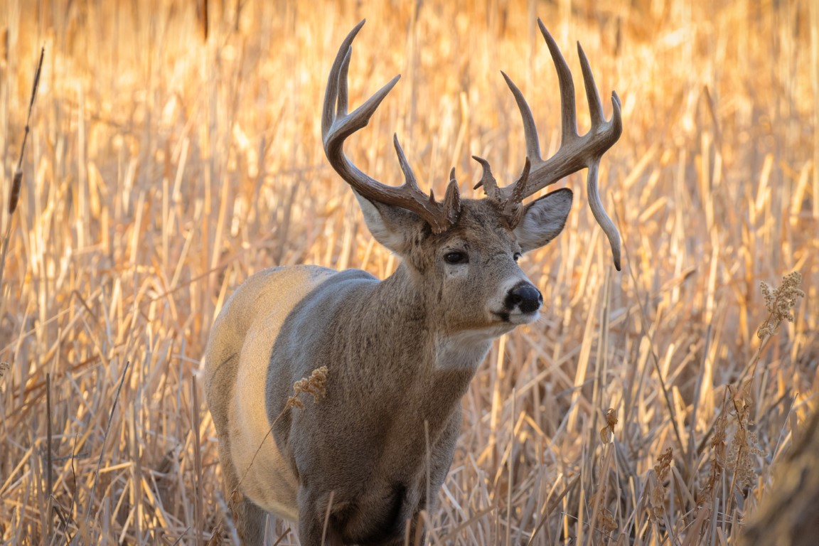 Drop tine buck