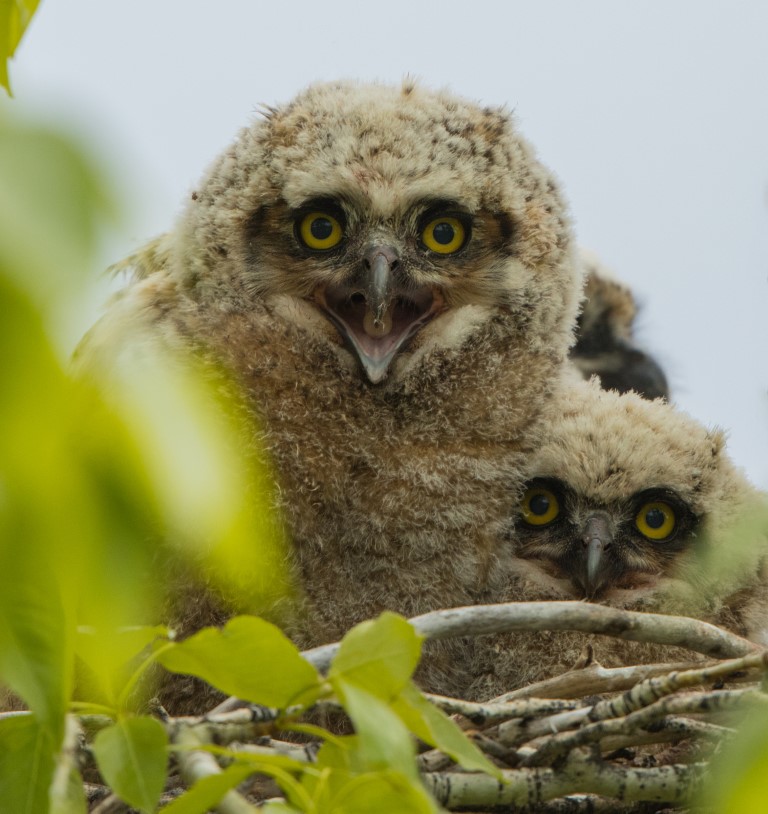 Great Horned Owl