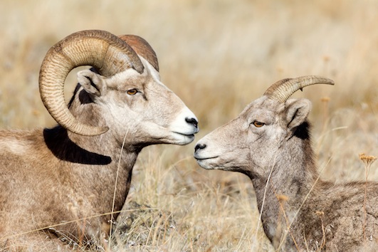 bighorn sheep 2