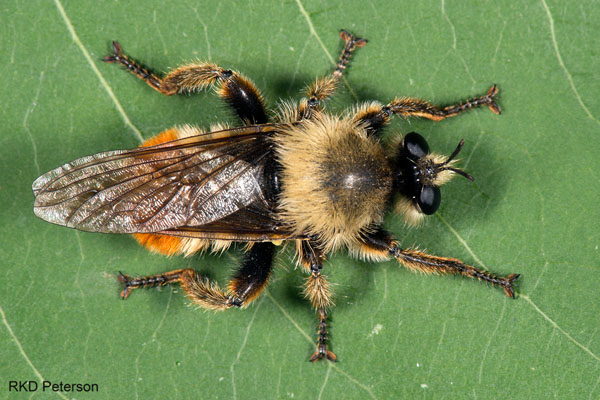 Laphria