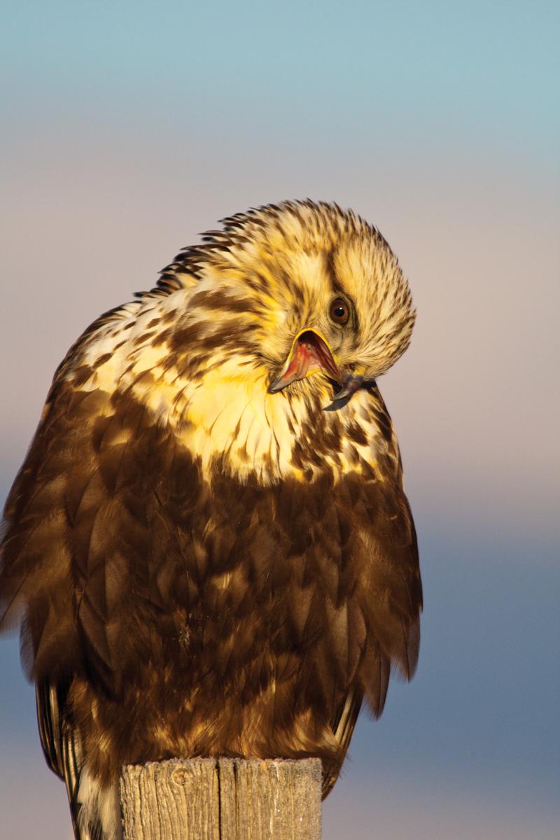 Rough Leg Hawk 