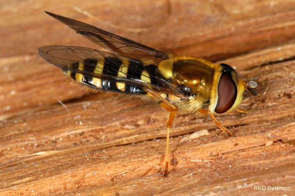 Syrphus opinator