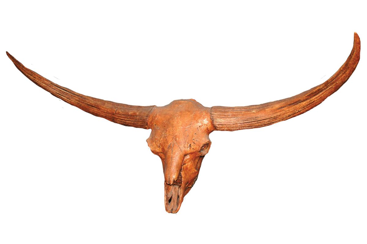 ancient bison fossil