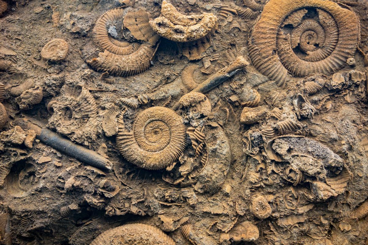 Fossils