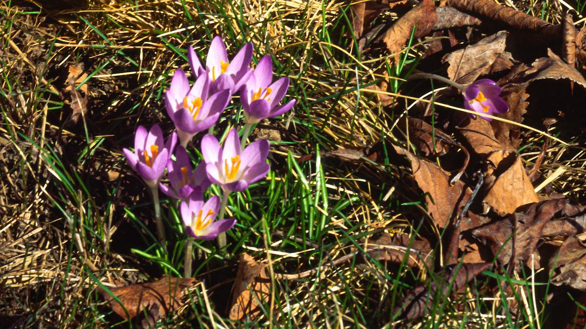 Crocus Bloom