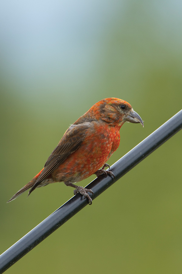 Crossbill 2