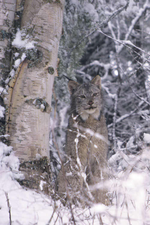 lynx