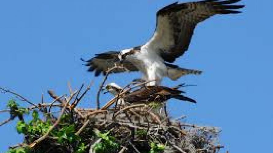 osprey