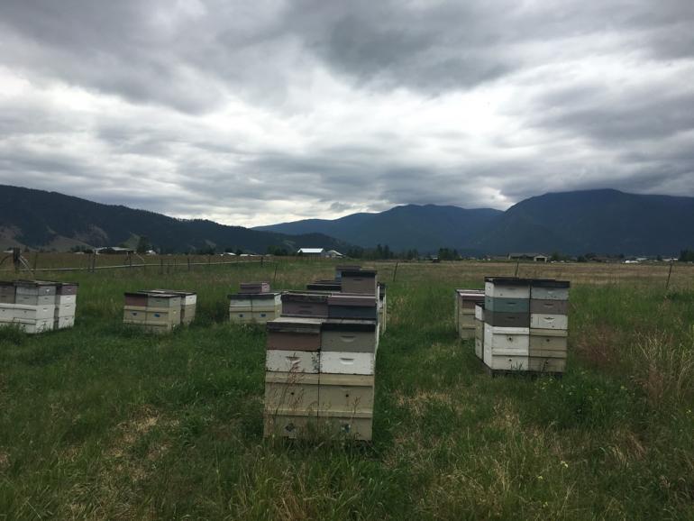 Arlee Apiaries