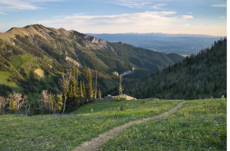 trail1 (Medium