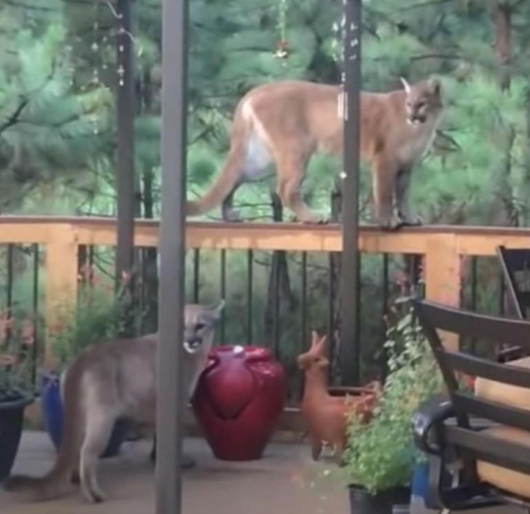 Mountain Lion on Porch