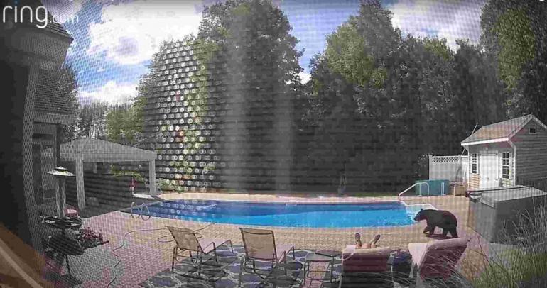 Black bear near pool