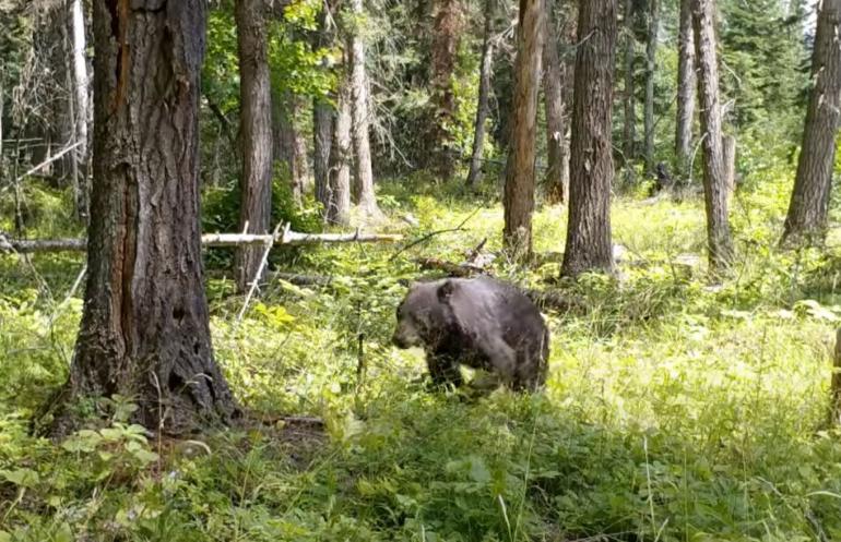 Bear vs tree: the beginning