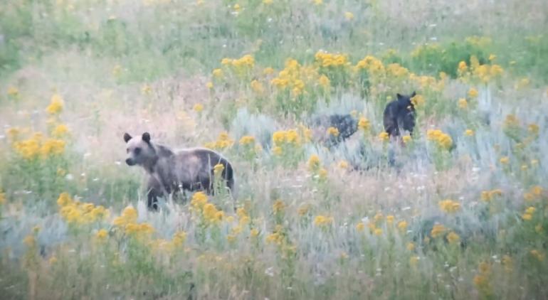 Bear and wolf buddies