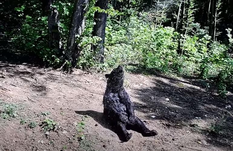 Shower loving bear