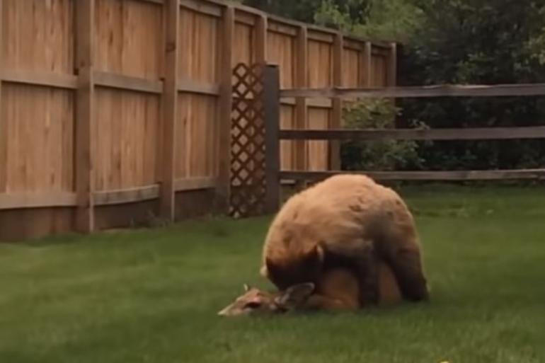 Bear kills deer in yard