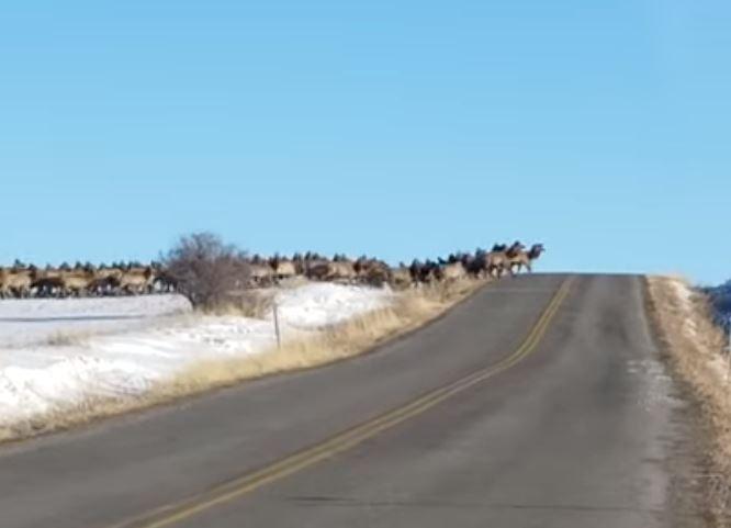 Elk herd crossing road