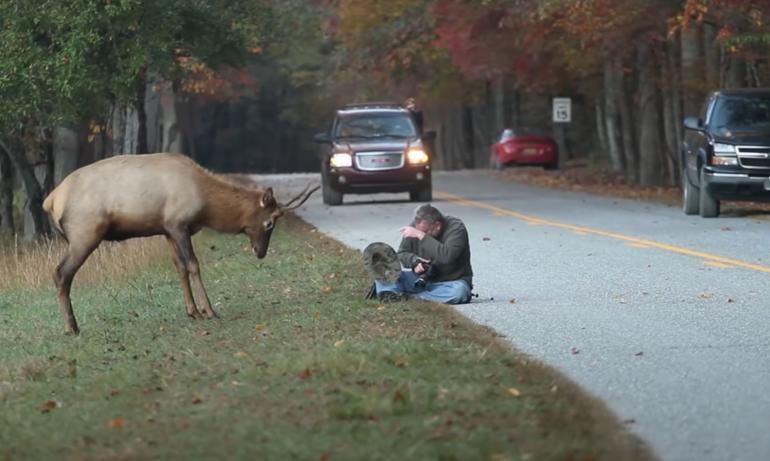 Elk vs man