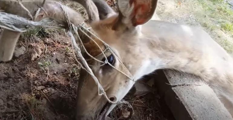 Deer vs soccer net