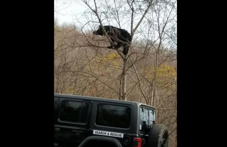 Bear scratching butt