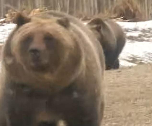 Bear and truck