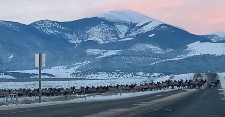 Elk herd outside Deer Lodge