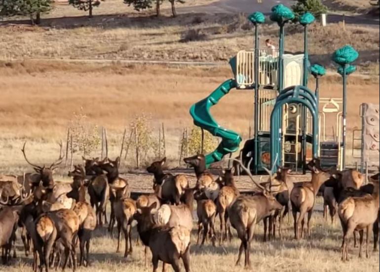 elk playground