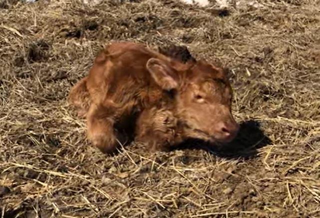 Heifer born with heart in neck