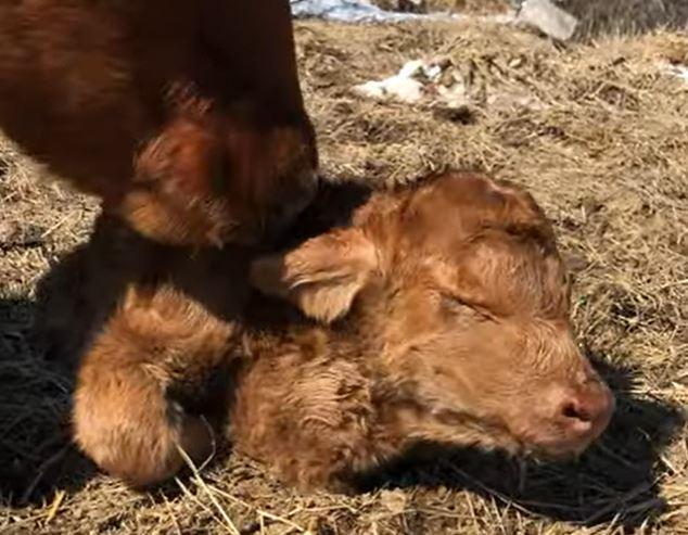 Heifer born with heart in neck