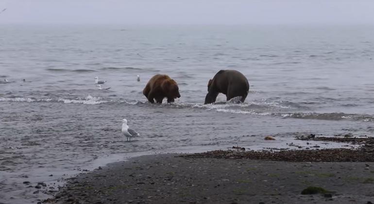 Mama bear defends cubs