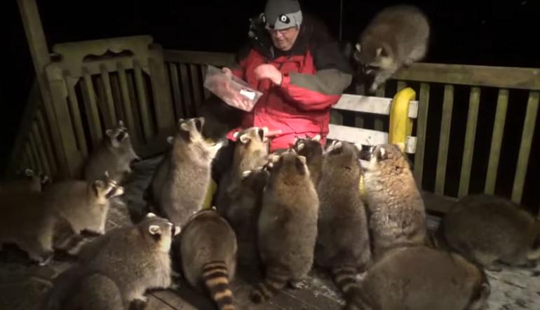 Raccoon Whisperer