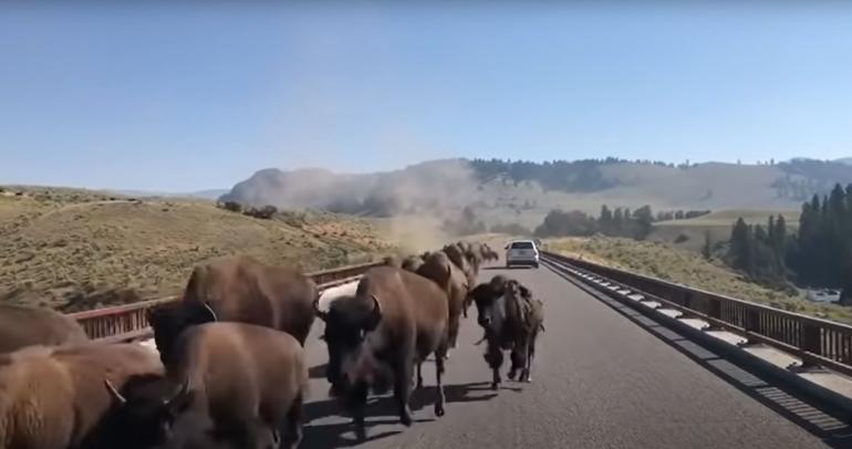 Bison on bridge