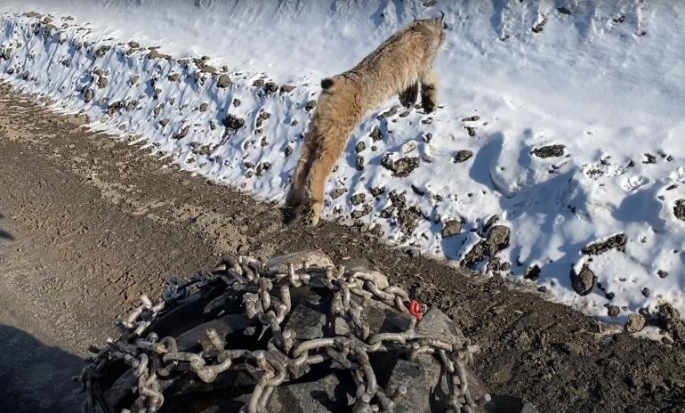 Bobcat leap