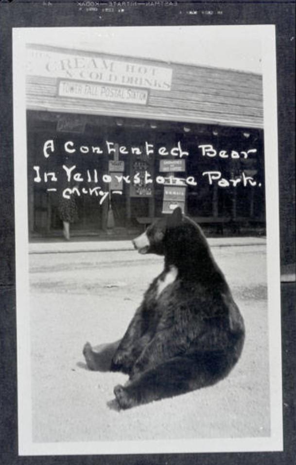 Contented yellowstone bear