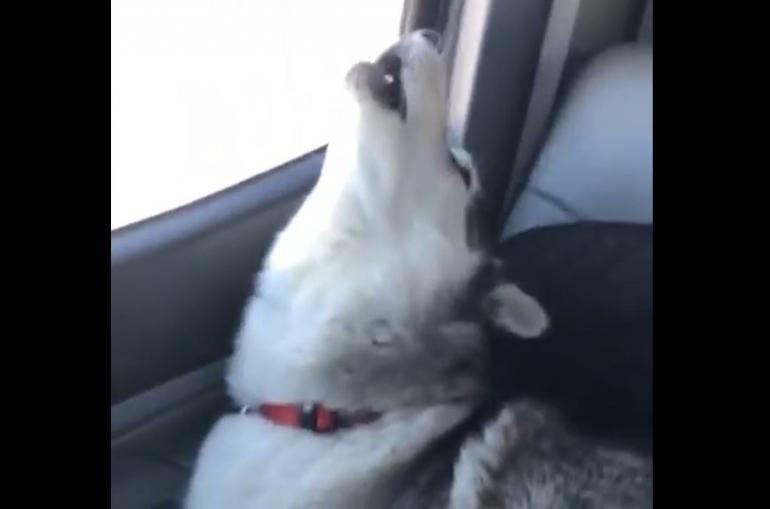 singing huskies