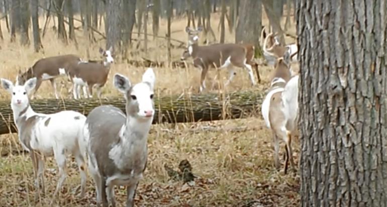 Piebald deer