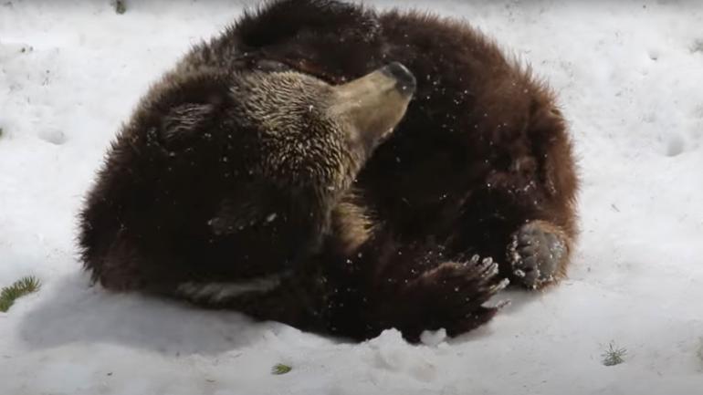 Bear playing in the snow