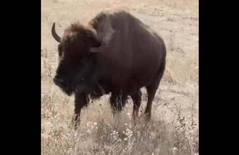 Bison licks car