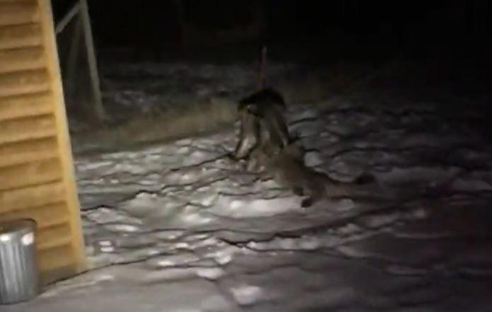 Buck vs Mountain Lion