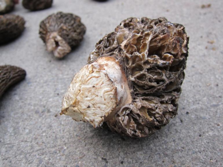 Morels found in the burn