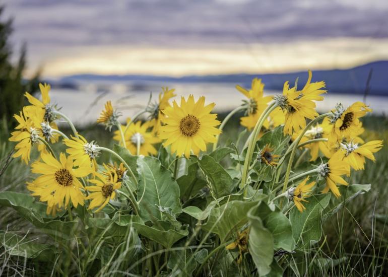 Balsamroot