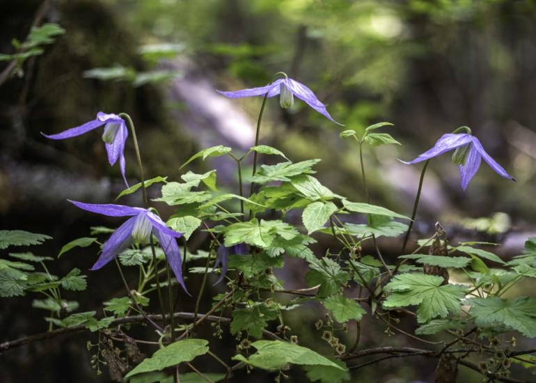 Clematis