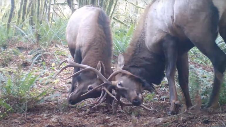 Elk Battle