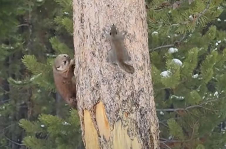 Pine marten chasing squirrel